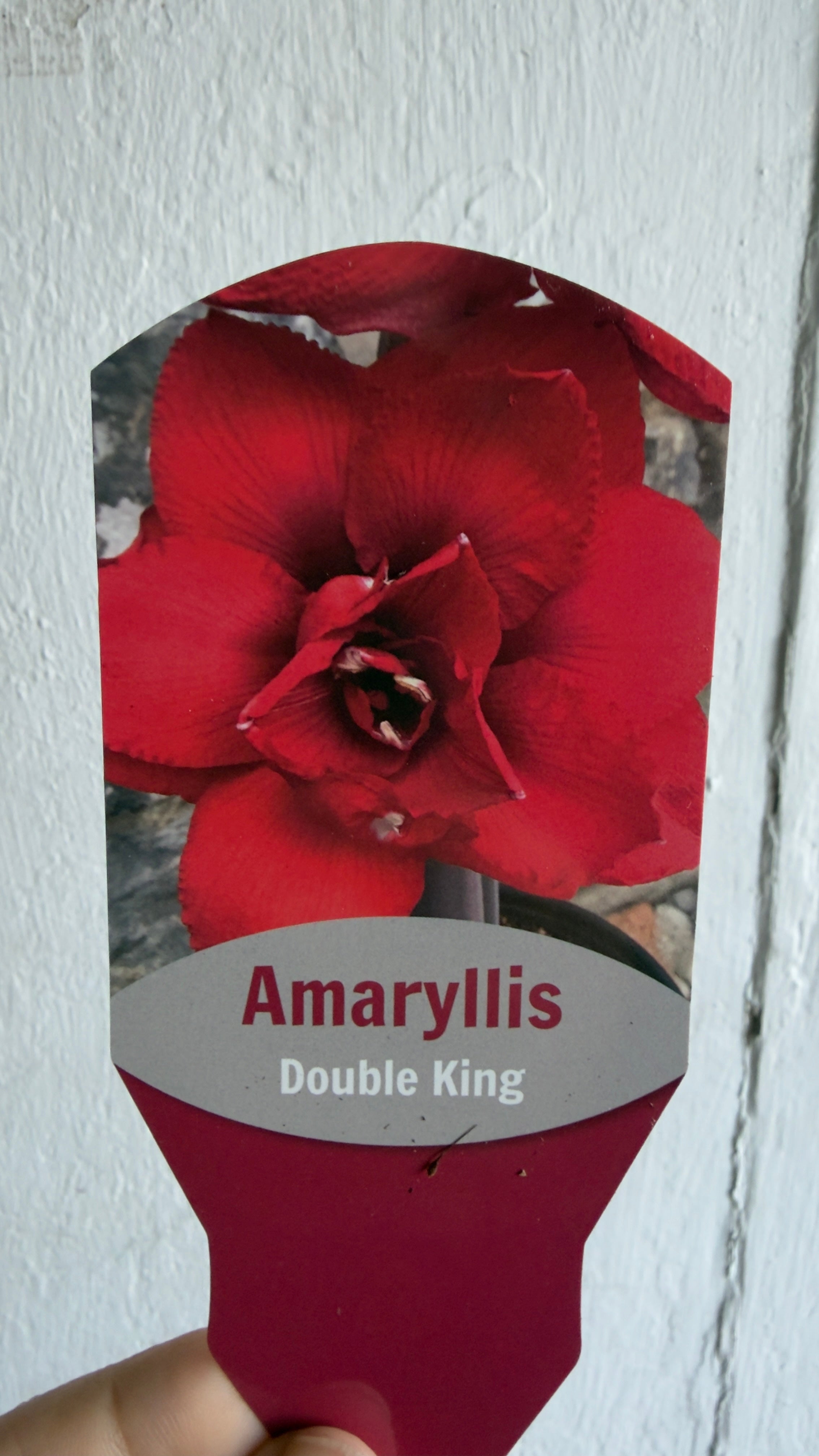 Potted Amaryllis