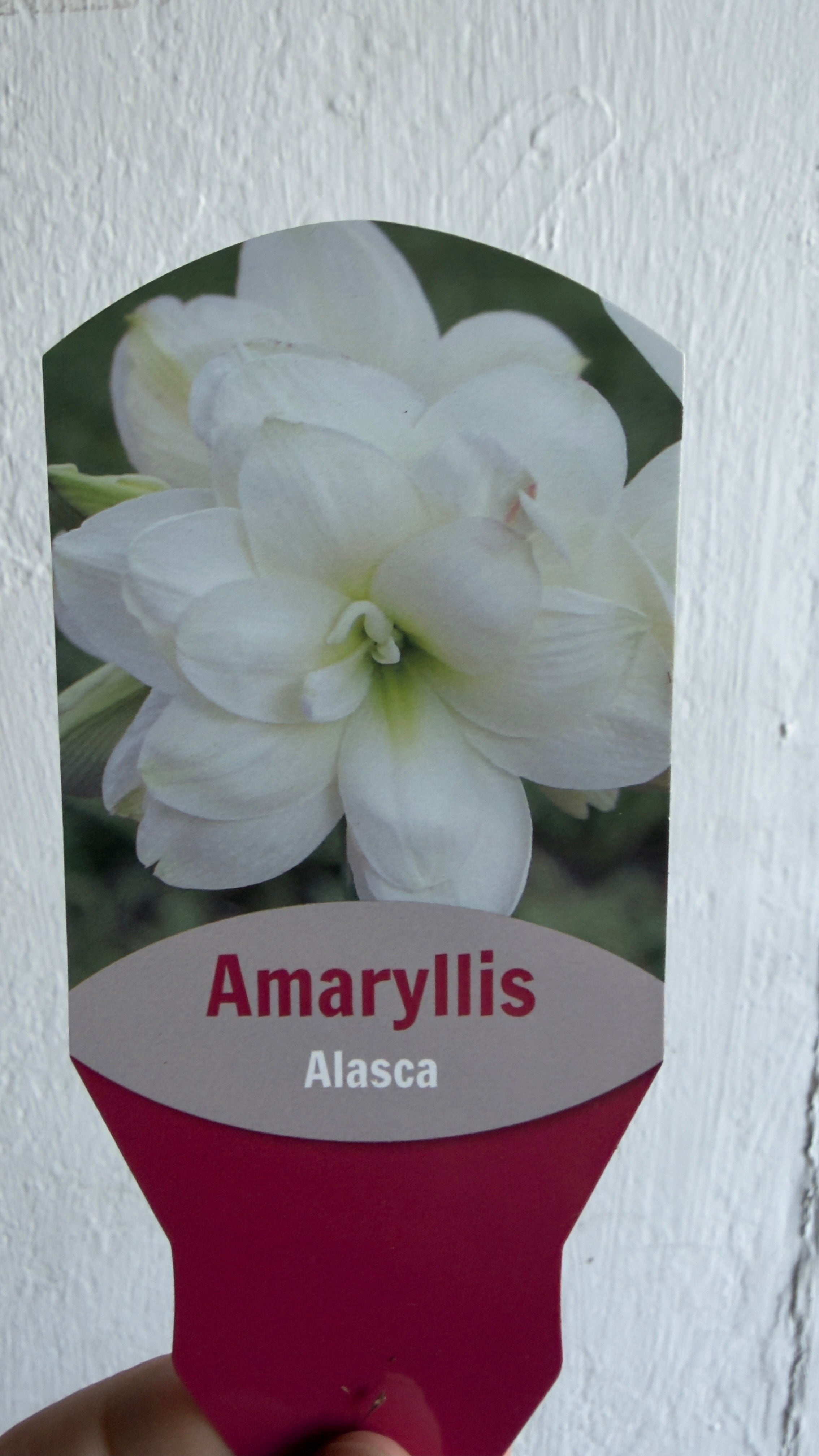 Potted Amaryllis