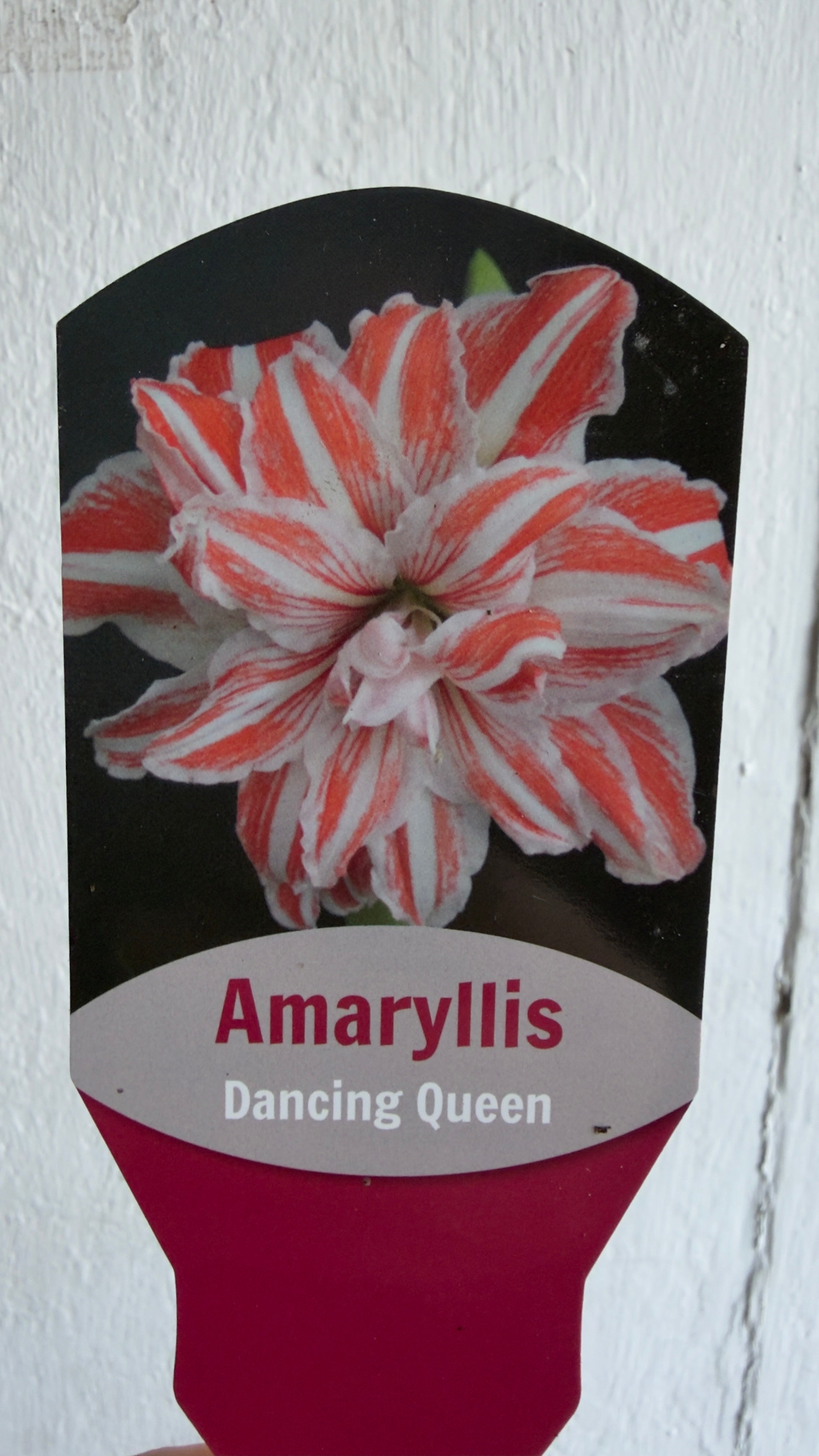 Potted Amaryllis