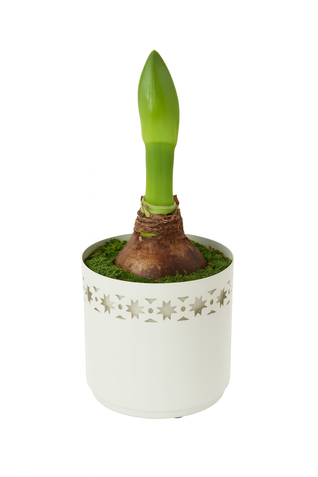 Potted Amaryllis - Single